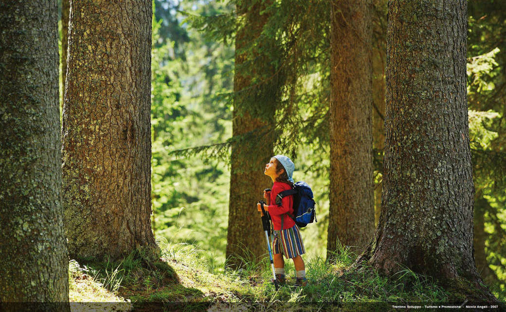 Danni senza precedenti per il famoso bosco che accoglie gli alberi utilizzati da Stradivari